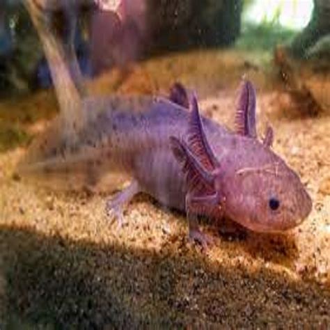 Piebald Axolotl