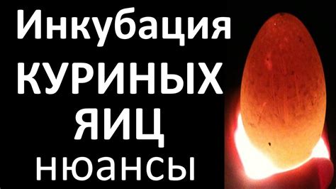 Инкубация КУРИНЫЙ ЯИЦ / Нюансы искусственной инкубации куриных яиц ...