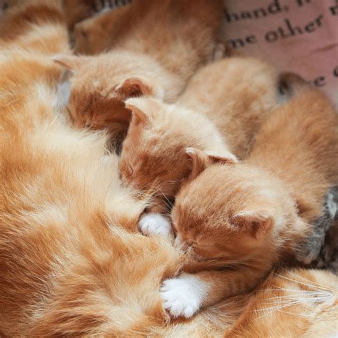 why do cats knead a blanket 1