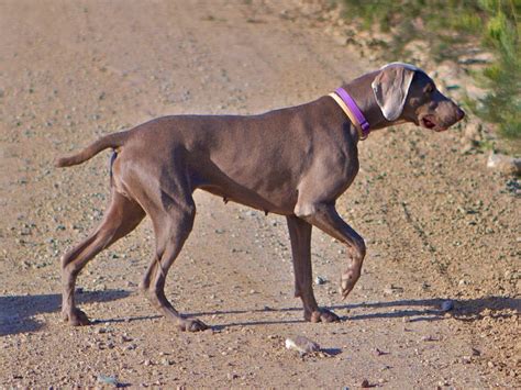 how to register a dog with akc without papers