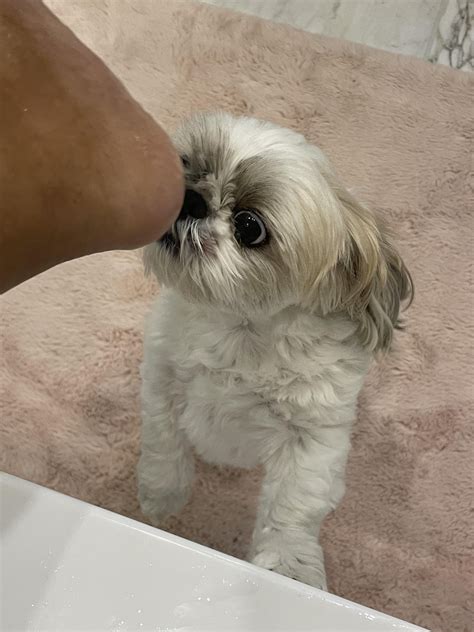 Pica’s strange obsession : r/Shihtzu