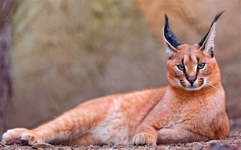 Дикие кошки: Каракал (Felis caracal): masterok — LiveJournal