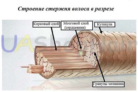 What is the cuticle of the hair uashophair