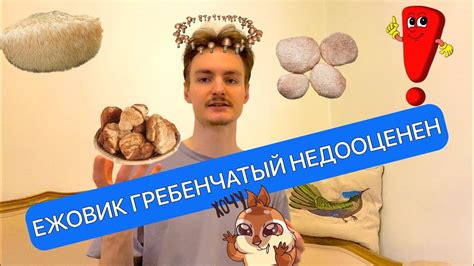 🧠Ежовик Гребенчатый Недооценён #ежовик #биохакинг #ноотропы - YouTube