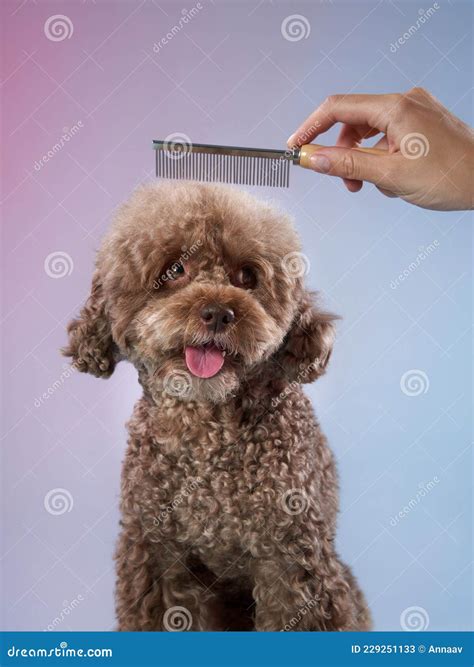 Poodle Hairstyle. the Girl is Combing the Dog Stock Image - Image of