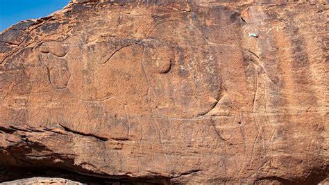 Mysterious and 'beautifully carved' life-size camel carvings discovered ...