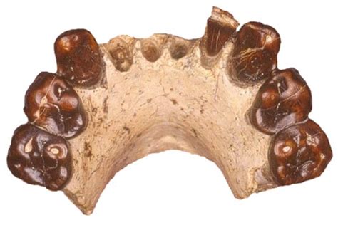 Australopithecus bahrelghazali - The Human Timeline