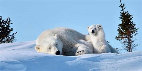 O Que Os Ursos Fazem No Inverno - Ursos Polares: 8 curiosidades que você não sabia! - Iceland