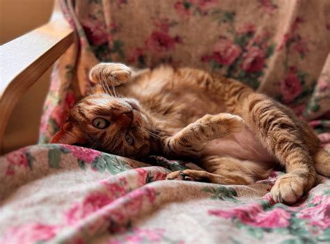 Naked+Cat+Girl Photos, Download The BEST Free Naked+Cat+Girl Stock