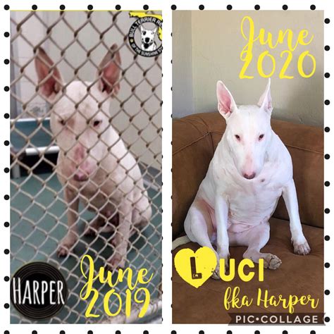 What a difference a year makes! We love our “Miami Hood Rat” from