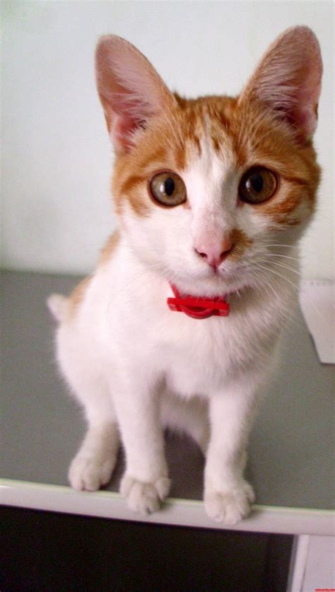 Meet My Recently Adopted Cat Squeaky. She Is Very Communicative. | Cute