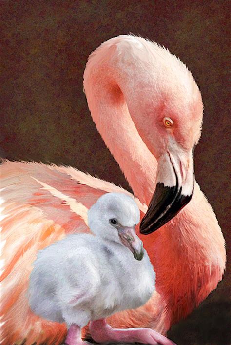 Mother and baby flamingo Digital Art by Jane Schnetlage - Pixels