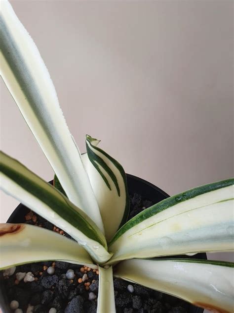 Sansevieria beauty queen, Furniture & Home Living, Gardening, Plants ...