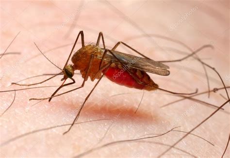 anopheles mosquito stock photo  vladvitek