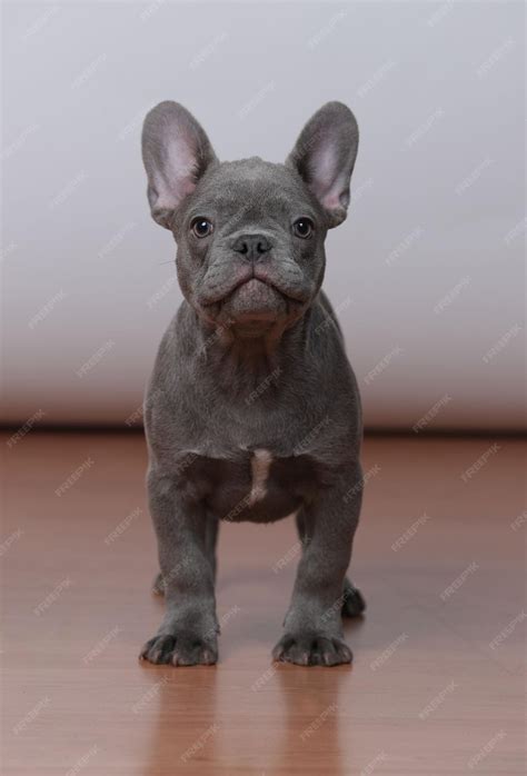 Premium Photo | Vertical of a cute grey french bulldog.