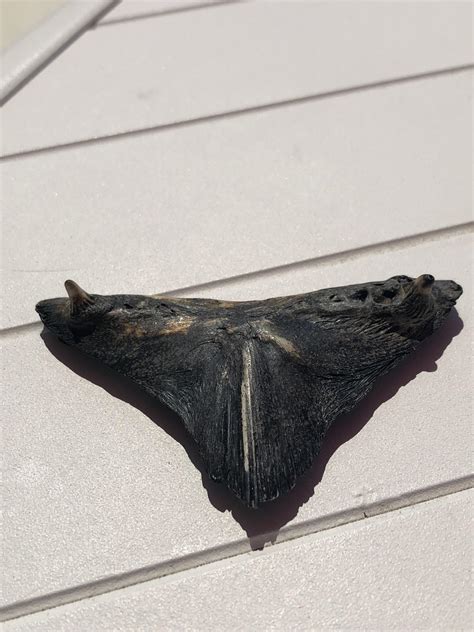 We found this on the Jersey Shore - can anyone tell us what it could be