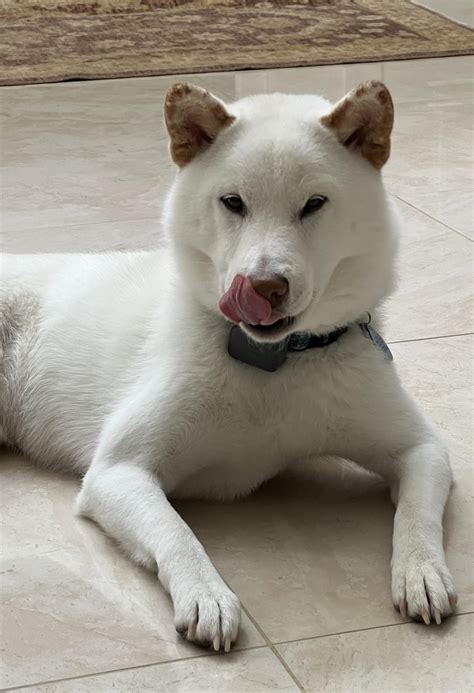 Visualizing steak. Dreams can come true. : r/shiba