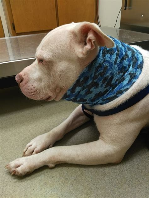 BATESBURG-LEESVILLE ANIMAL HOSPITAL - Batesburg-Leesville SC - Hours