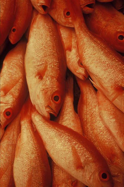 Download Northern Red Snapper Fish Bunch Wallpaper | Wallpapers.com