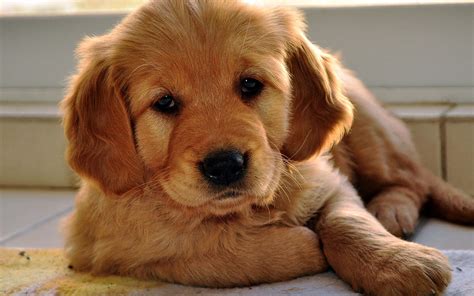 cute face golden retriever puppy picture wallpaperscom
