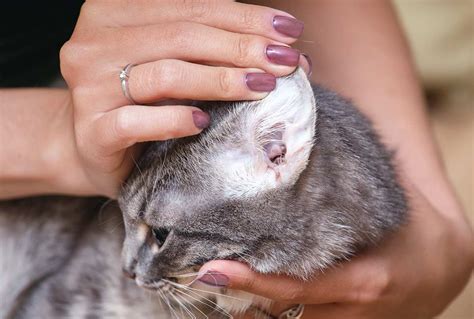 how to know if my cat has ear mites
