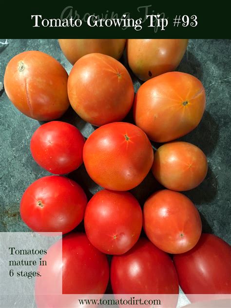 Harvesting Tomatoes: A Gardener's Guide