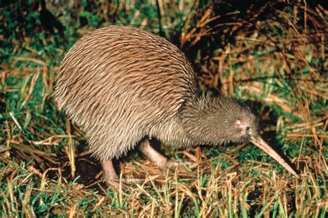Kiwi, National New Zealand Bird - Blog In2English
