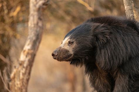 Why Are Teddy Bears Dangerous at Orville Turner blog