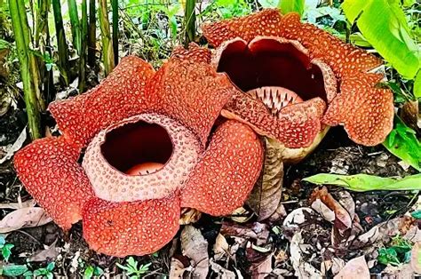 Rafflesia Pictures | Download Free Images on Unsplash