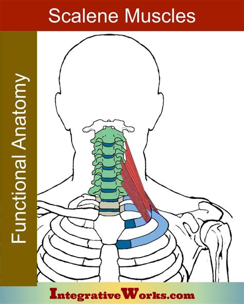 Scalene Muscles - Functional Anatomy - Integrative Works