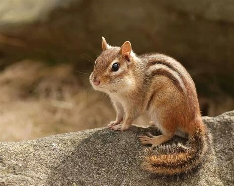 pin  nicki marie onsquirrel chipmunks animals animals wild