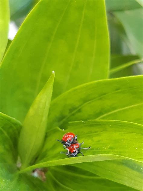 Insect Porn or something? Idk I'm new to the sub. | Scrolller