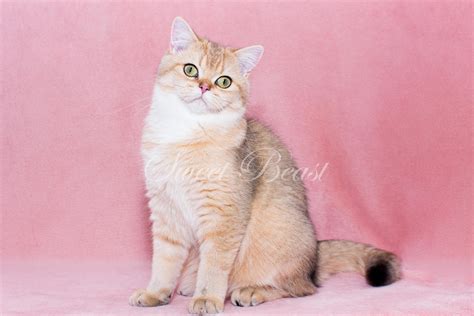 Sweet-beast.com | Котята