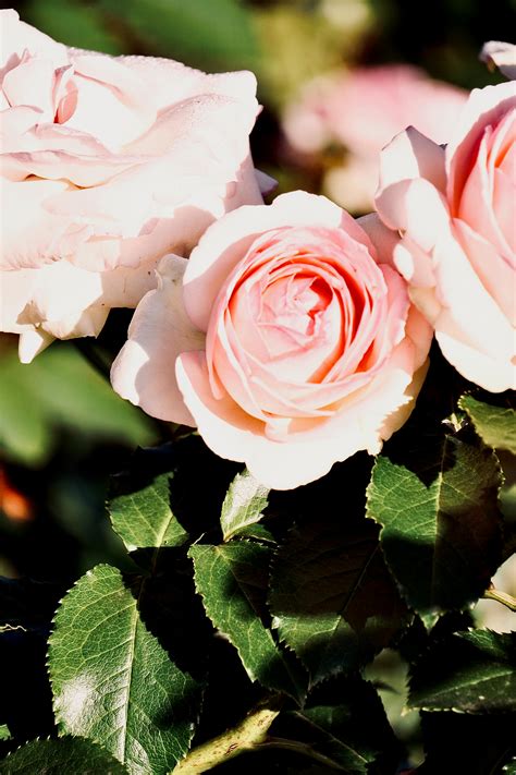 pink garden roses 4