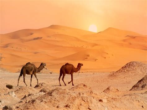Sahara Desert Information Location Facts and History - Nativeplanet