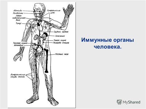 Презентация на тему: "ИММУННАЯ СИСТЕМА. Иммунные органы человека ...