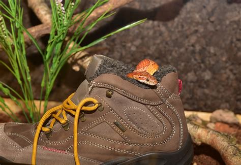 Corn Snake Hiking Shoe Hide - Free photo on Pixabay - Pixabay