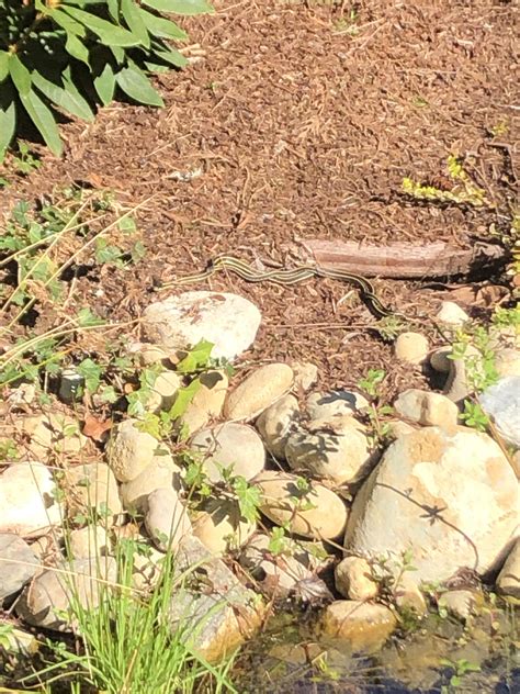 First time seeing garter snakes mate. Was quite a show. Saw them again