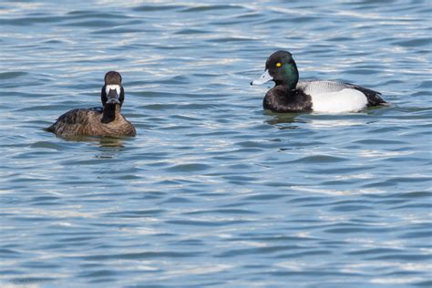 Lesser Scaup confirmation. - Help Me Identify a North American Bird ...