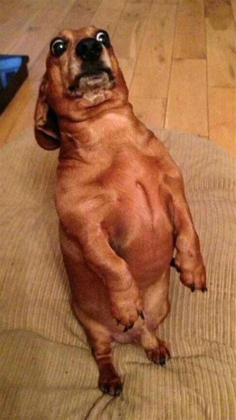 Meet the world s fattest wiener dog – Artofit