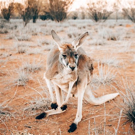 Visit Central Australia | Alice Springs NT