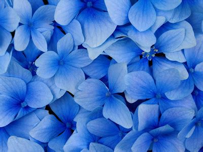 artful flowers wallpapers   flower photography images