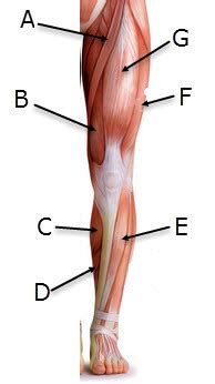 Muscle names (leg) Diagram | Quizlet