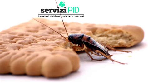 Blatte piccole in cucina, disinfestazione fuochisti blattella germanica ...