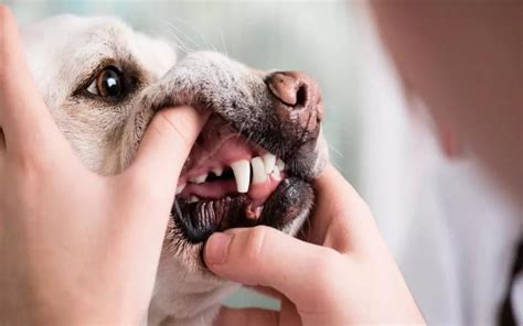 how to remove tartar from dog's teeth naturally