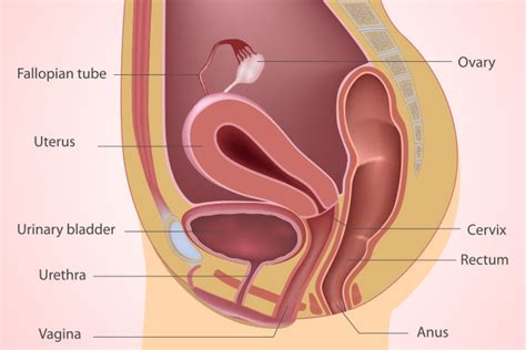 Sexual Intercourse Diagram