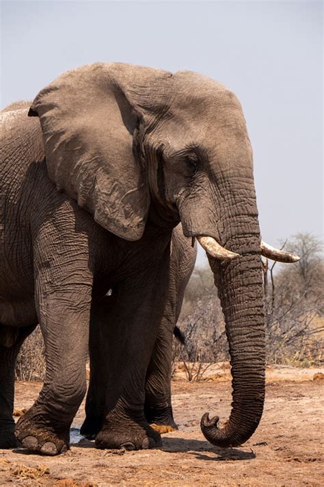 Elephant Botswana Safari - Free photo on Pixabay