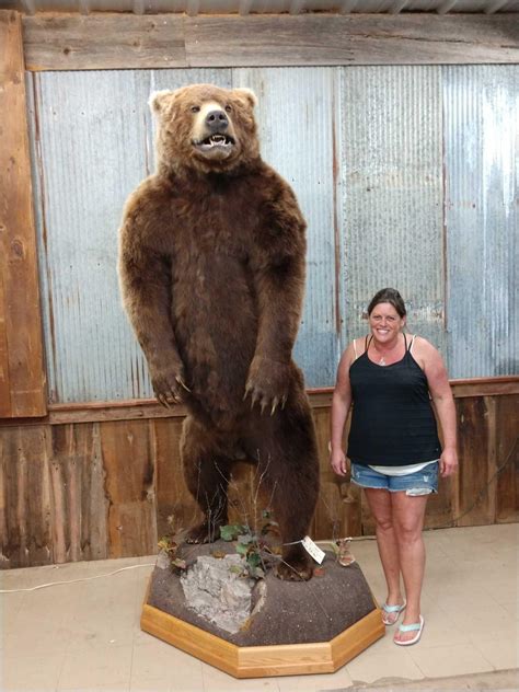 Giant Grizzly Bear