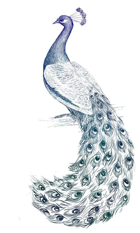 beautiful peacock drawing  getdrawings