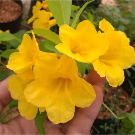 jual tanaman hias bunga tekomaria tanaman bunga tecomaria tanaman